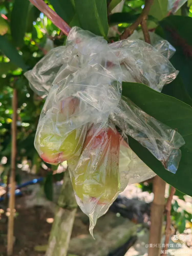 莲雾的催花保果技术